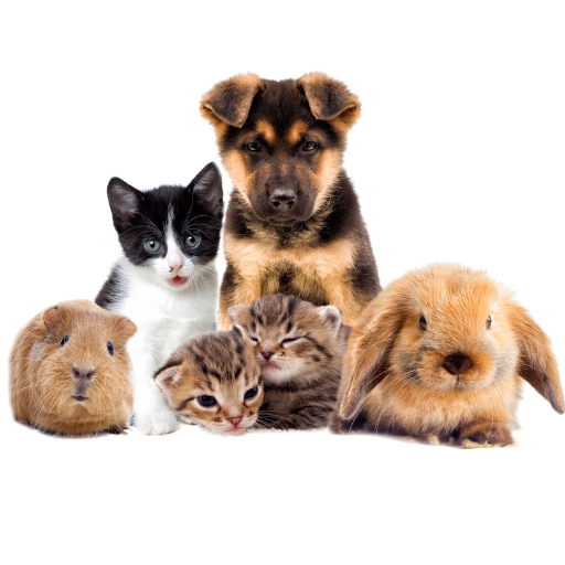 Mascotas